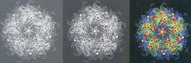 Estructura del virus de la fiebre aftosa vista en tres representaciones: dos en escala de grises y una coloreada
