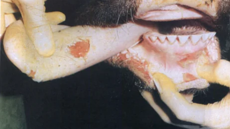 Boca abierta de un novillo con vesículas rotas en lengua, encía y labio