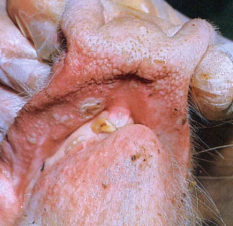 Hocico de cerdo con vesículas