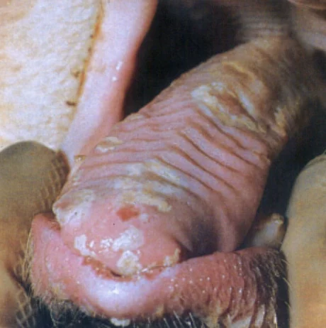 Lengua de cerdo con lesiones