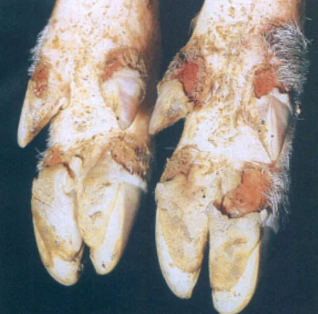 Patas de cerdo con lesiones