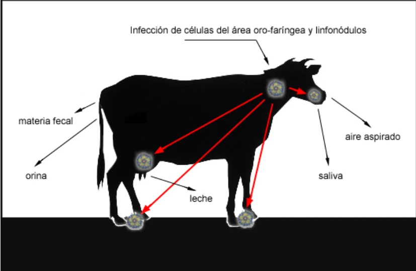Esquema de un vacuno infectado: el virus infecta células del área oro-faríngea y linfonódulos y se elimina por aire aspirado, saliva, leche, orina, materia fecal y lesiones en las patas